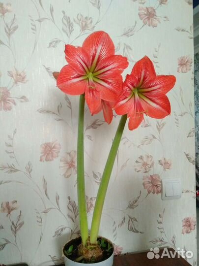 Гиппеаструм