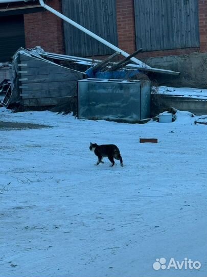 Котик без уха и хвостика ждёт помощи