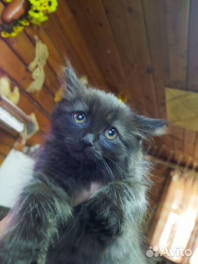 Кошечка в добрые руки