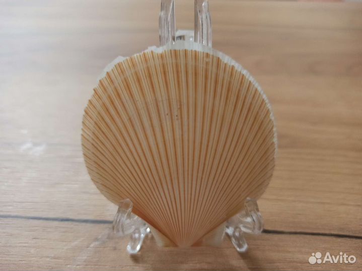 Морская раковина