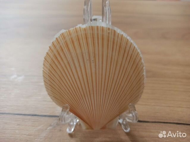 Морская раковина