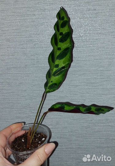 Калатея лансифолия