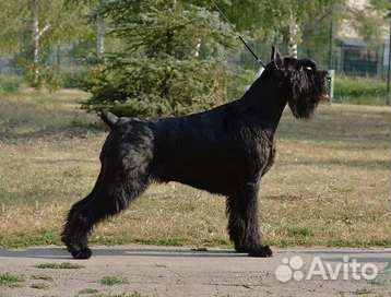 Полностью купированная девочка