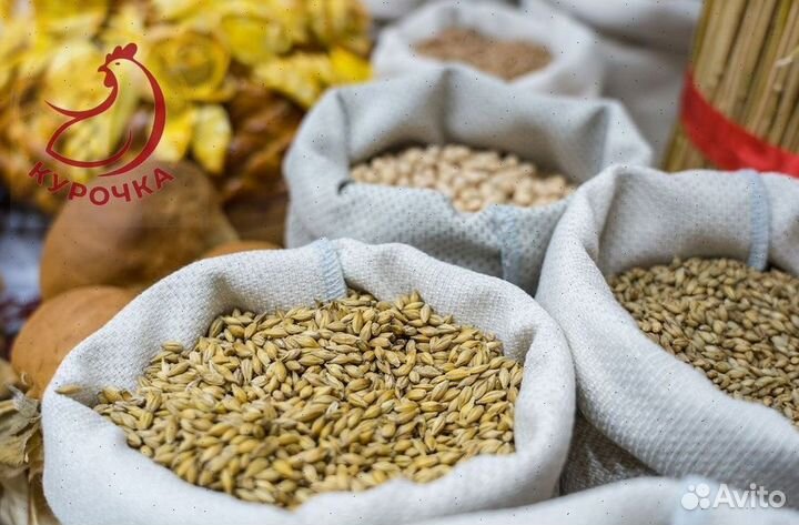 Зерно ячмень