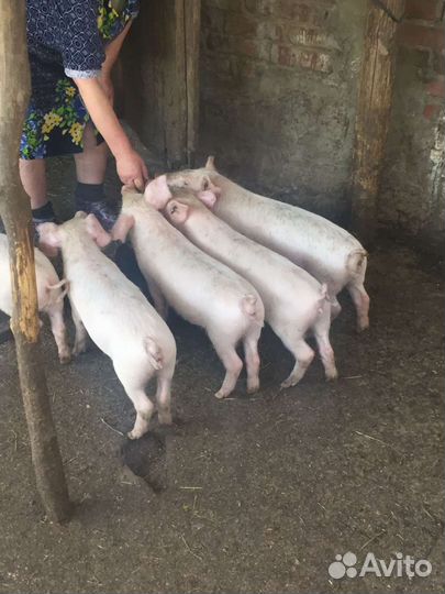 Поросята петрен