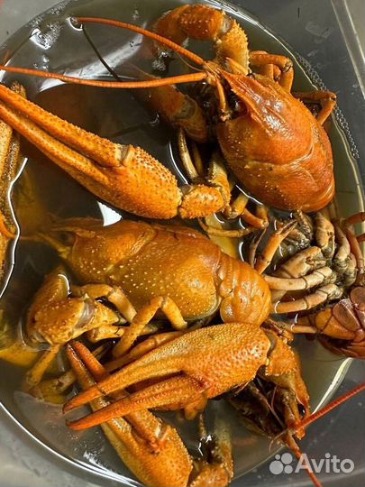 Саратовские раки доставка Речной вокзал