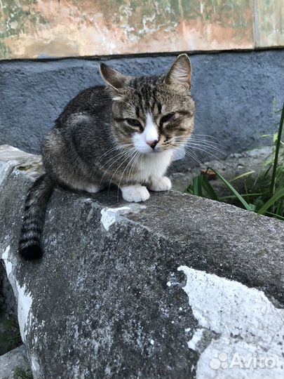 Кот в добрые руки