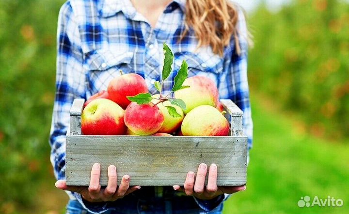 Сборщик вахта