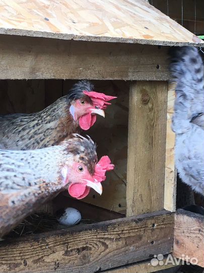 Инкубационное яйцо породных кур, цыплята, петухи