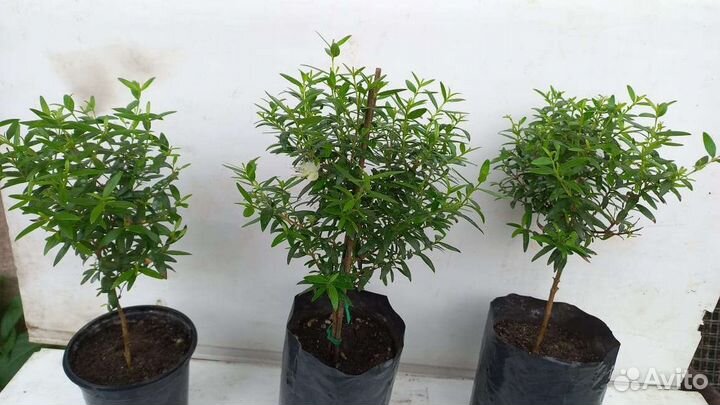 Мирт 2 вида (широколистный и мелколистный)