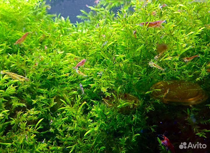 Мох аквариумный