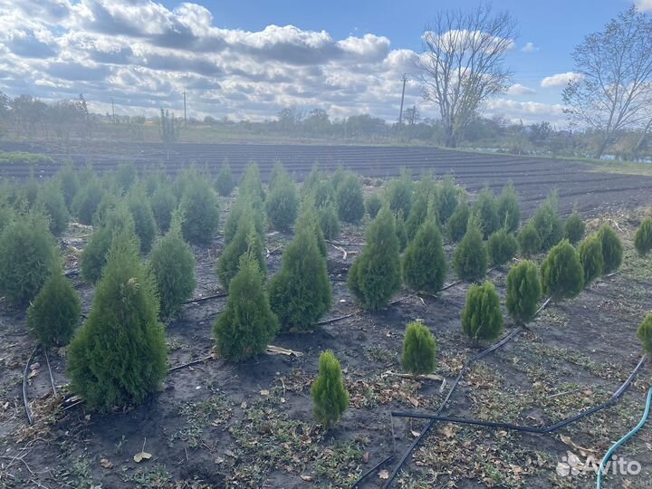 Туя смарагд и туя колумна