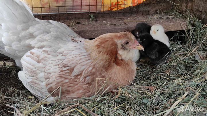 Куры Америукана инкубационое яйцо, Цыплята