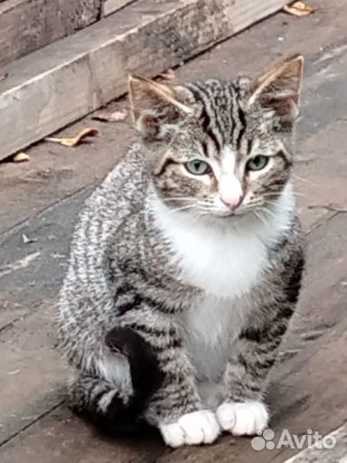 Помогите пристроить котят