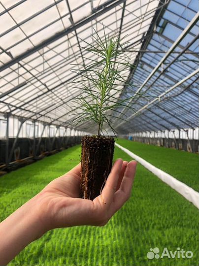 Саженцы сосны (зкс,окс)