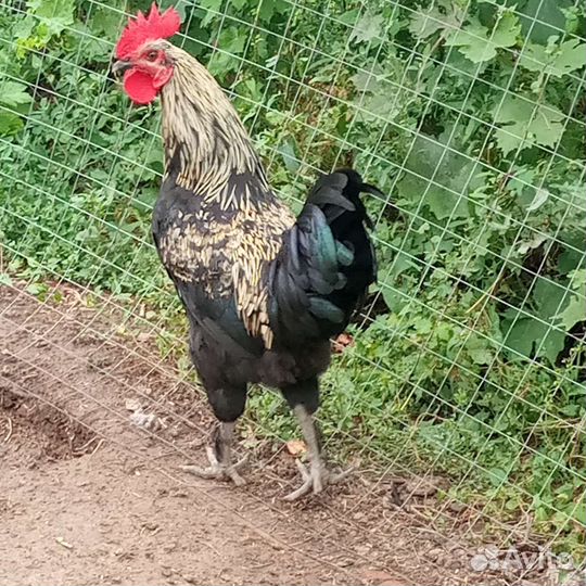 Петух молодой породы Маран золотой -кукушечный