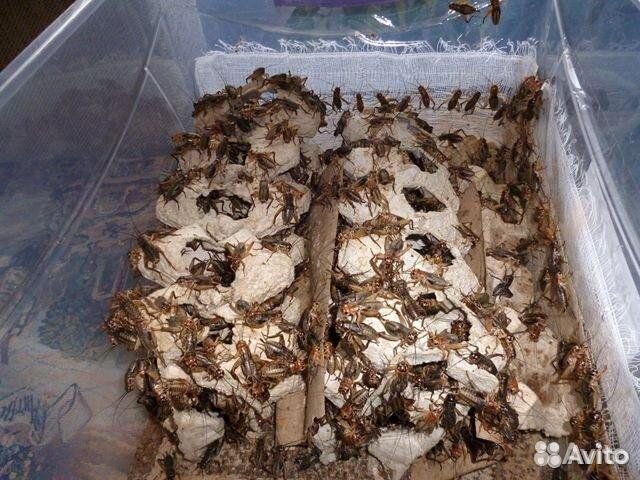 Сверчки живые кормовые