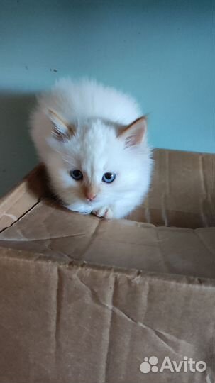 Котята