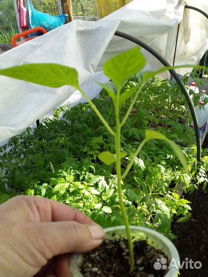 Рассада помидоры/перец/баклажаны