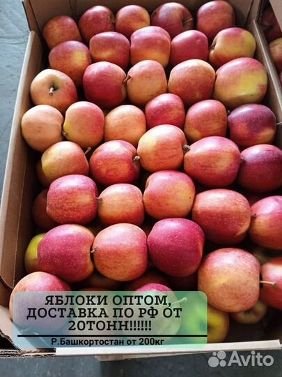 Яблоки оптом разных сортов от 20 тонн
