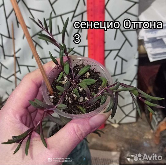 Сенецио Оттона
