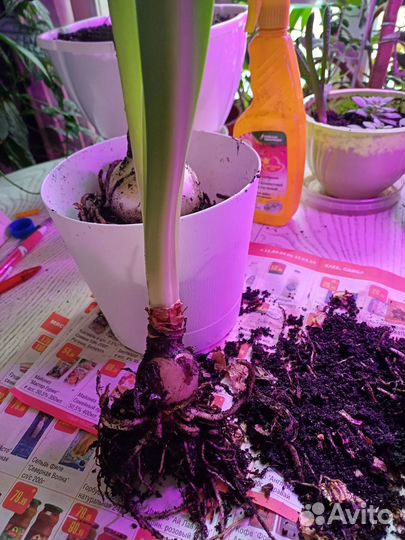 Гиппеаструм сортовой 