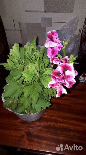 Герань (пеларгония ) или обменяю