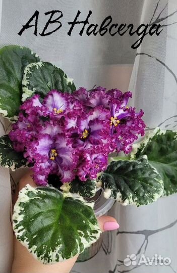 Фиалка лист на срез