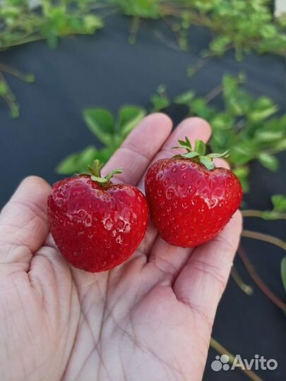 Клубника - саженцы, доставка. Обновлённое наличие