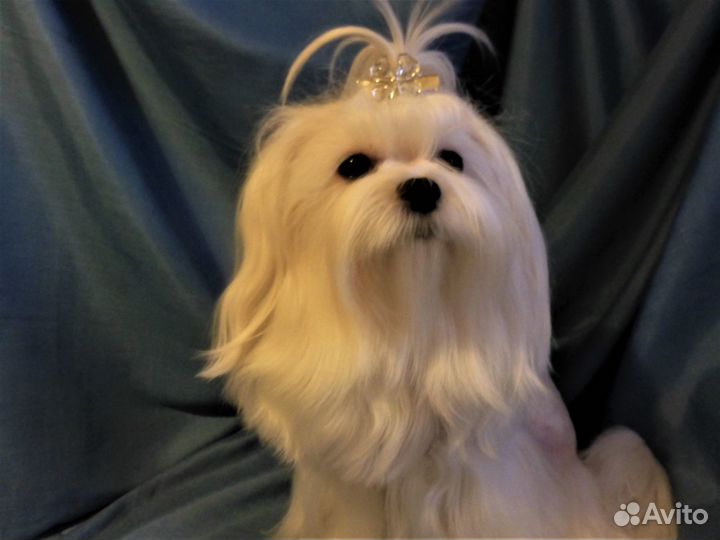 Кобели мальтезе - вязка