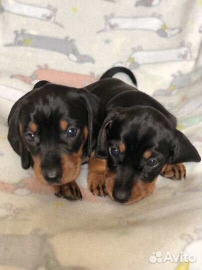 Щенок такса девочка