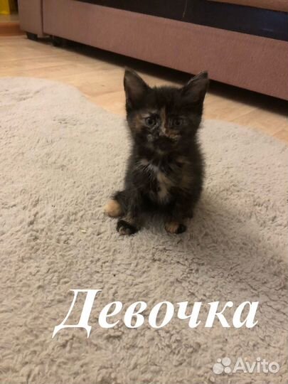 Котята бесплатно