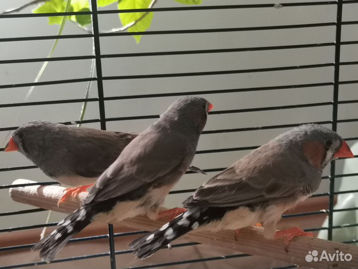 Зебровые амадины