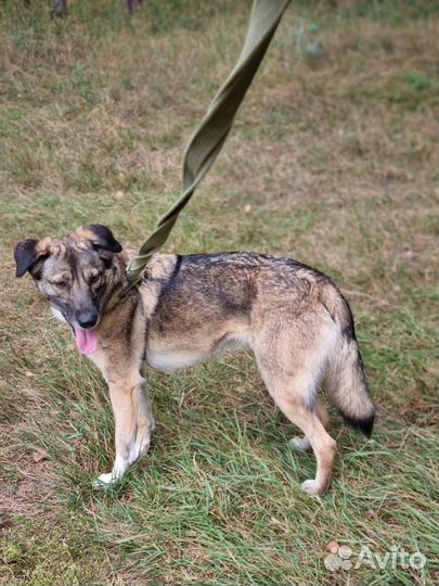 Собака ищет семью