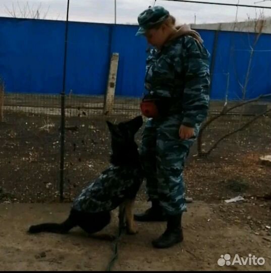 Услуги кинолога