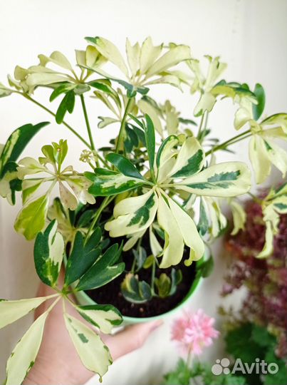 Шефлера Жанин