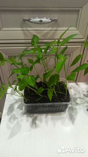 Перец болгарский рассада