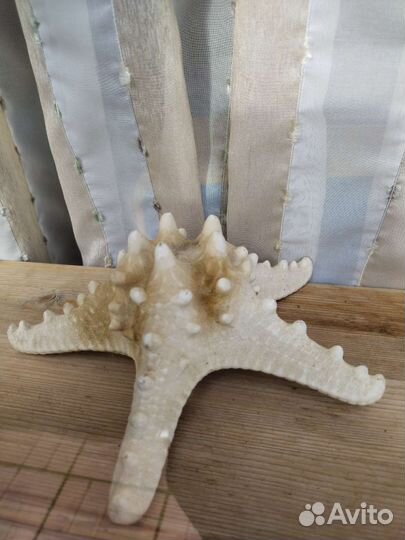 Морские ракушки