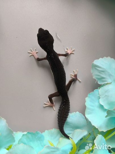 Эублефар black night