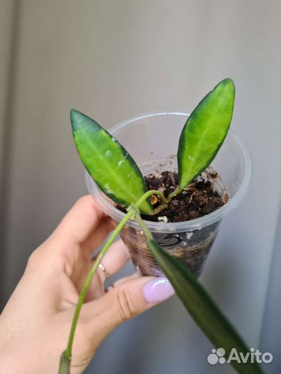 Хойя Буртони вариегата Hoya Burtoniae Var