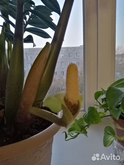 Замиокулькас