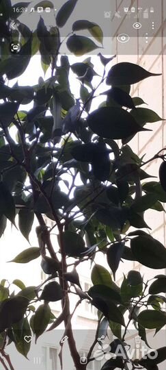 Фикус Бенджамина мелколистный