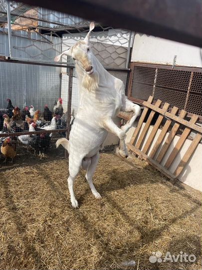 Козёл