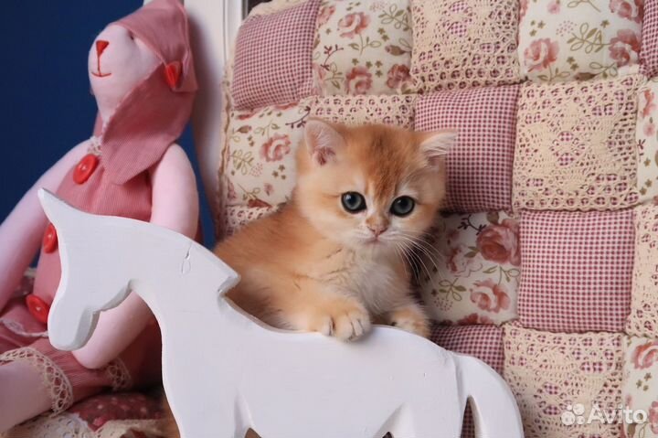 Британский мальчик