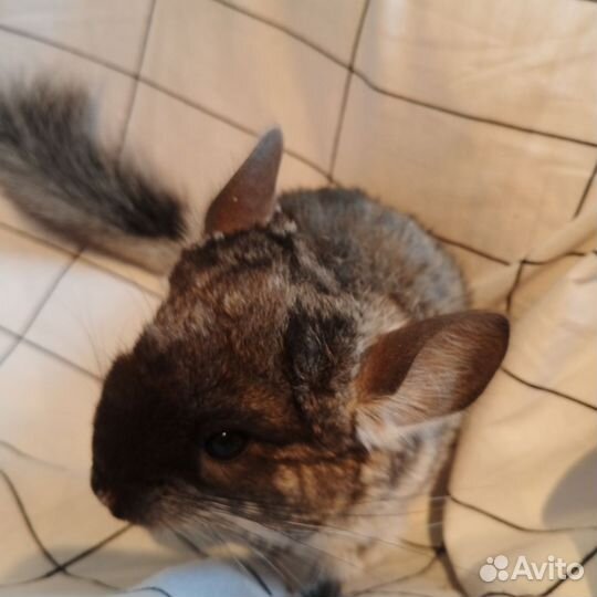 Шиншиллы