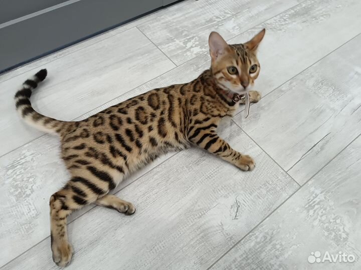Бенгальская кошка
