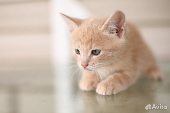 Котенок персиковый