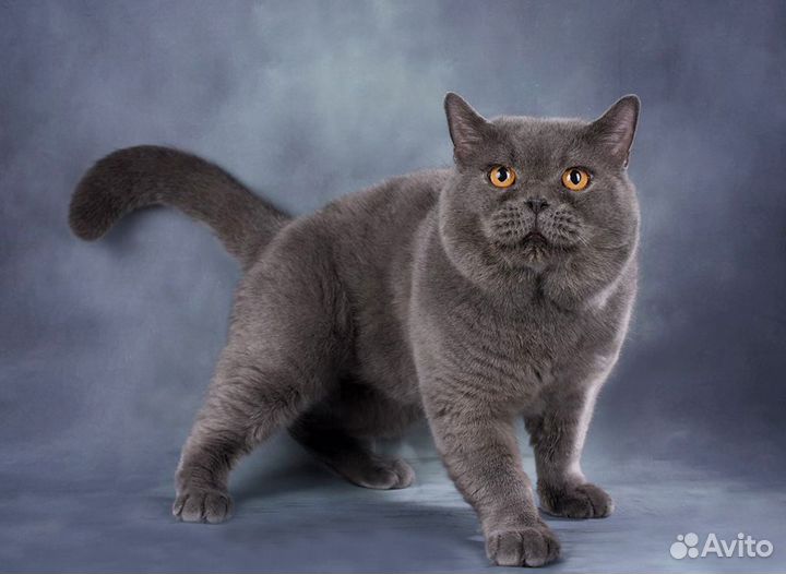 Британский котенок Лида 1,5 месяца (девочка)