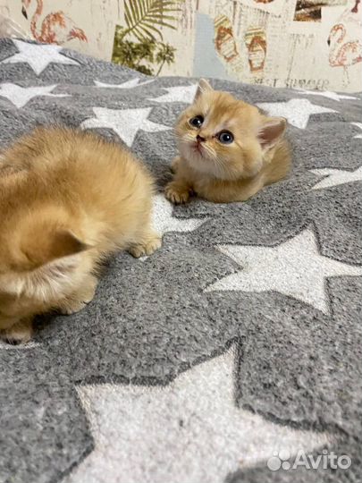 Золотые котята