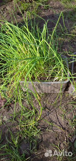 Лук многолетний